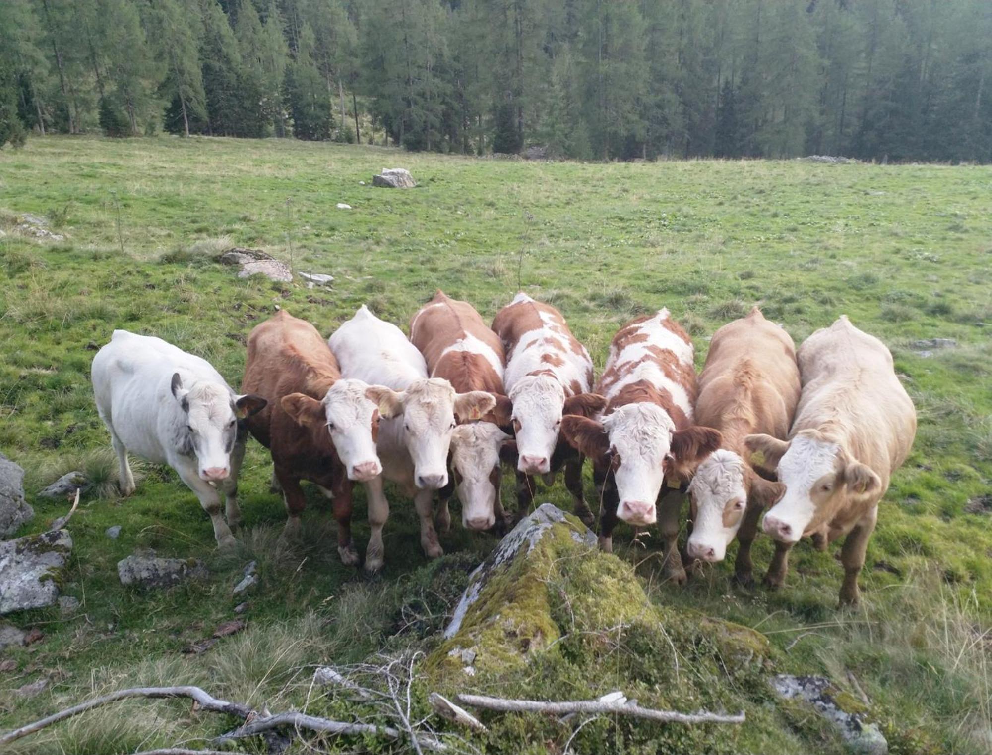 Haufhof-Pension Am Bauernhof, Haus Im Ennstal Bei Schladming Luaran gambar